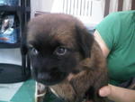 Adorable For Adoption-adopted - Mixed Breed Dog