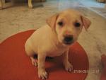 Ivory_2 Months Old _female Pup - Mixed Breed Dog