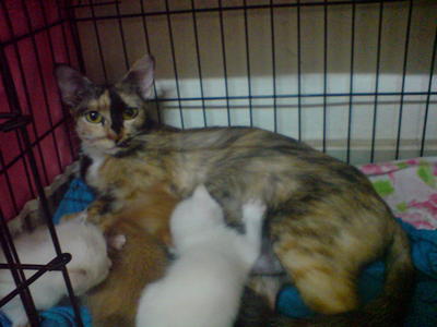 Comot And 4 Kittens - Domestic Medium Hair Cat