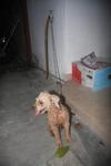 Found Dog In Subang Jaya - Poodle Mix Dog