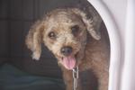 Found Dog In Subang Jaya - Poodle Mix Dog