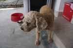 Found Dog In Subang Jaya - Poodle Mix Dog