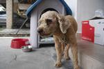 Found Dog In Subang Jaya - Poodle Mix Dog