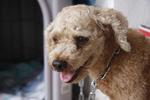 Found Dog In Subang Jaya - Poodle Mix Dog