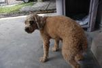 Found Dog In Subang Jaya - Poodle Mix Dog