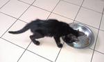 Mr. Black had diahrrhoea and didn't eat for 3 days. The shelter would have put him to sleep.