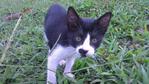 Sep 24, 2012 Mr. Black is playful and loves to eat