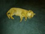 Lashes For Adoption - Mixed Breed Dog