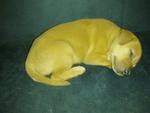 Lashes For Adoption - Mixed Breed Dog