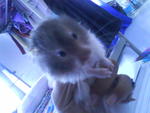 Maxi - Syrian / Golden Hamster Hamster