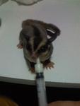 1 Sugar Glider Baby With Package - Sugar Glider Small & Furry