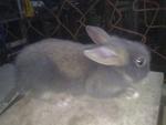 Mix Breed Rabbit  - Bunny Rabbit Rabbit