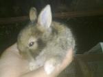 Mix Breed Rabbit  - Bunny Rabbit Rabbit