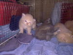 New Born - Persian Cat