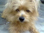 Bobby - Silky Terrier Mix Dog