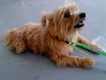 Bobby - Silky Terrier Mix Dog