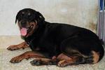 Inky - Rottweiler Dog