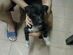 Mickey - Mixed Breed Dog