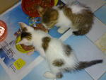 Koku N Amci - Domestic Short Hair + Domestic Medium Hair Cat