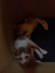 Koku N Amci - Domestic Short Hair + Domestic Medium Hair Cat