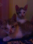 Koku N Amci - Domestic Short Hair + Domestic Medium Hair Cat