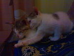 Koku N Amci - Domestic Short Hair + Domestic Medium Hair Cat