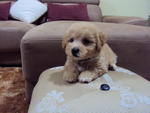  Toy Poodle Kuantan - Poodle Dog