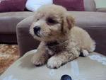  Toy Poodle Kuantan - Poodle Dog