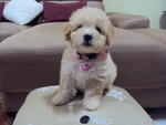  Toy Poodle Kuantan - Poodle Dog