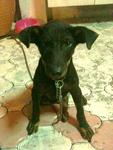 Black Puppy - Mixed Breed Dog