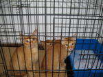 3 Cute Ginger Kittens! - Domestic Short Hair Cat