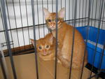 3 Cute Ginger Kittens! - Domestic Short Hair Cat