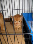 3 Cute Ginger Kittens! - Domestic Short Hair Cat