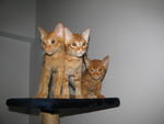 3 Cute Ginger Kittens! - Domestic Short Hair Cat