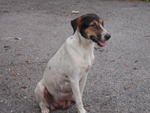 Bindi - Mixed Breed Dog