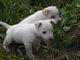 PF20201 - Mixed Breed Dog