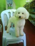 -(Toy Poodle) - Poodle Dog