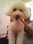 -(Toy Poodle) - Poodle Dog