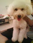 -(Toy Poodle) - Poodle Dog