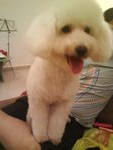 -(Toy Poodle) - Poodle Dog