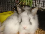 Kiddy S/o Arang - Angora Rabbit Rabbit