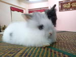 Kiddy S/o Arang - Angora Rabbit Rabbit