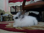 Kiddy S/o Arang - Angora Rabbit Rabbit