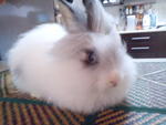 Kiddy S/o Arang - Angora Rabbit Rabbit