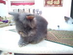 Kiko S/o Arang - Angora Rabbit Rabbit
