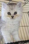 Snowbelle - Persian Cat