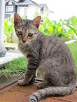 Pear (we lost her yesterday.. she's probably somewhere in Puchong now..arghh!!))