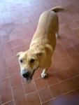 Lucky - Mixed Breed Dog