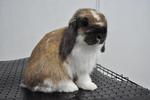 Holland Lop-1 - Holland Lop Rabbit