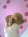 Homebred Tiny Toy, Toy Poodle Puppy - Poodle Dog